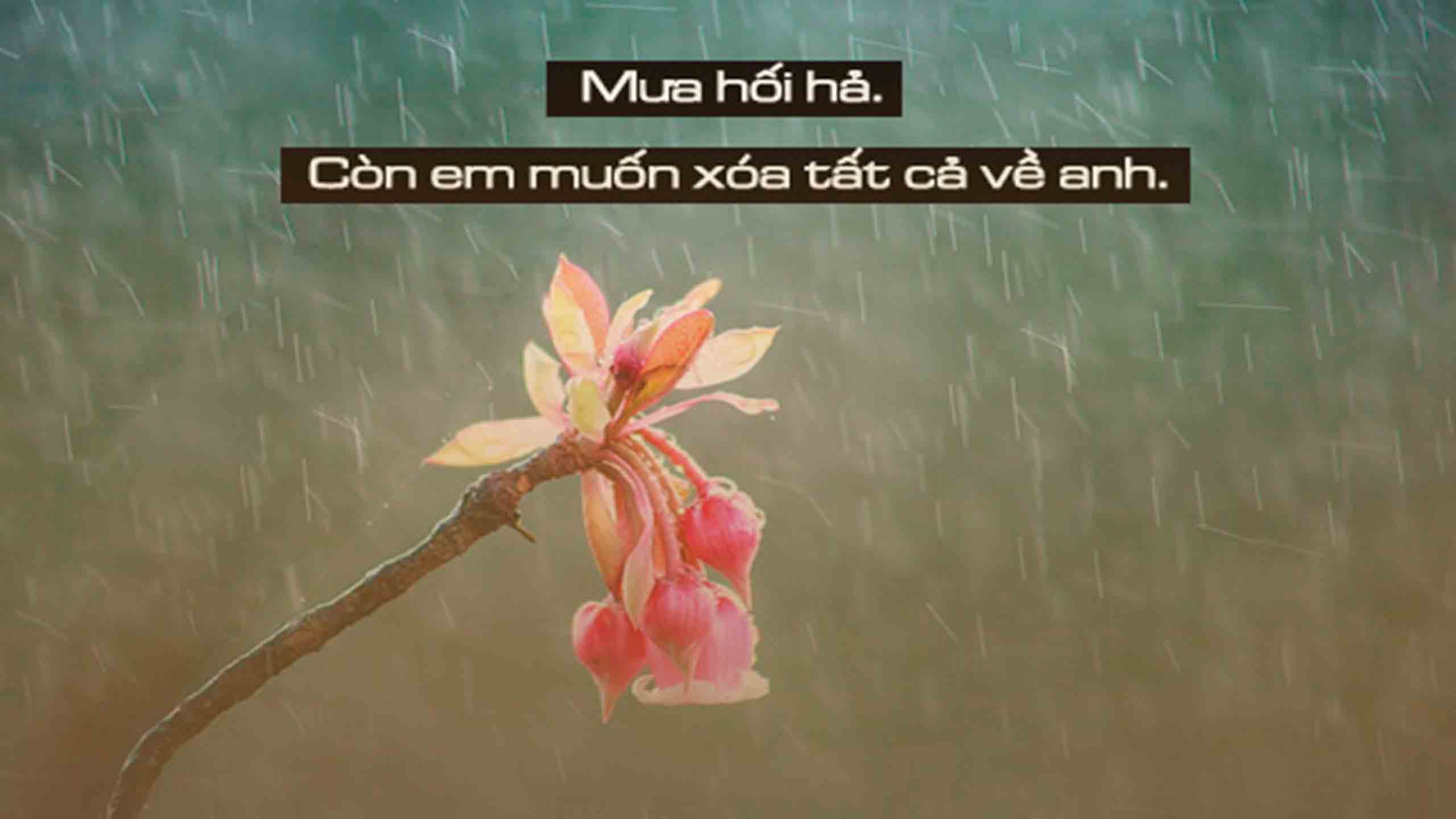 stt anh di duoi mua buon 2560px 1440px 2k 1