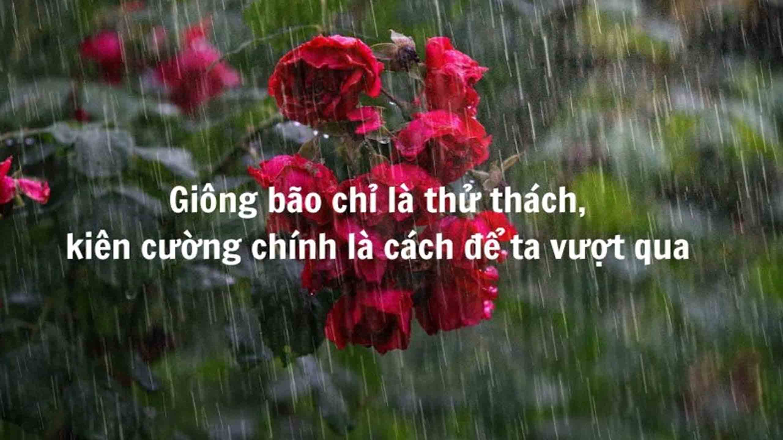 stt anh di duoi mua buon 2560px 1440px 2k 2