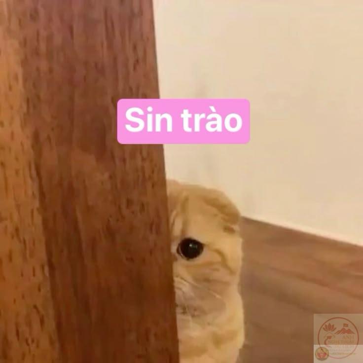 Meme xin chào