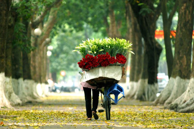 Đường Phan Đình Phùng vào mùa thay lá
