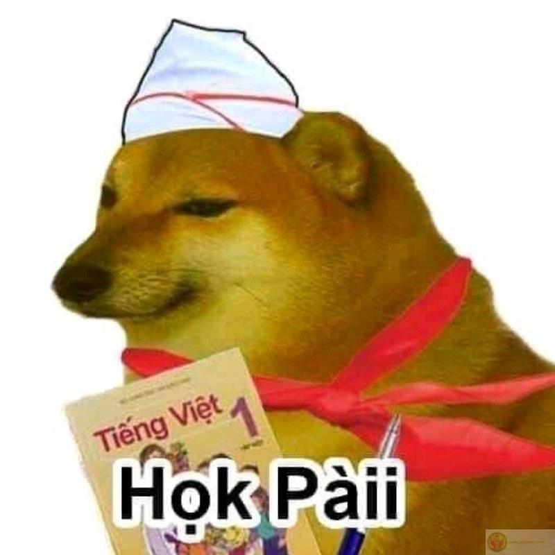 Cheems phiên bản học nhóm: sai nhưng nhiệt tình