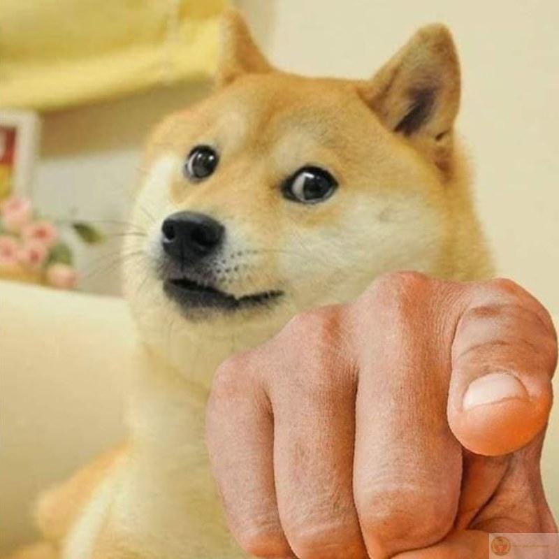 Ảnh dog meme