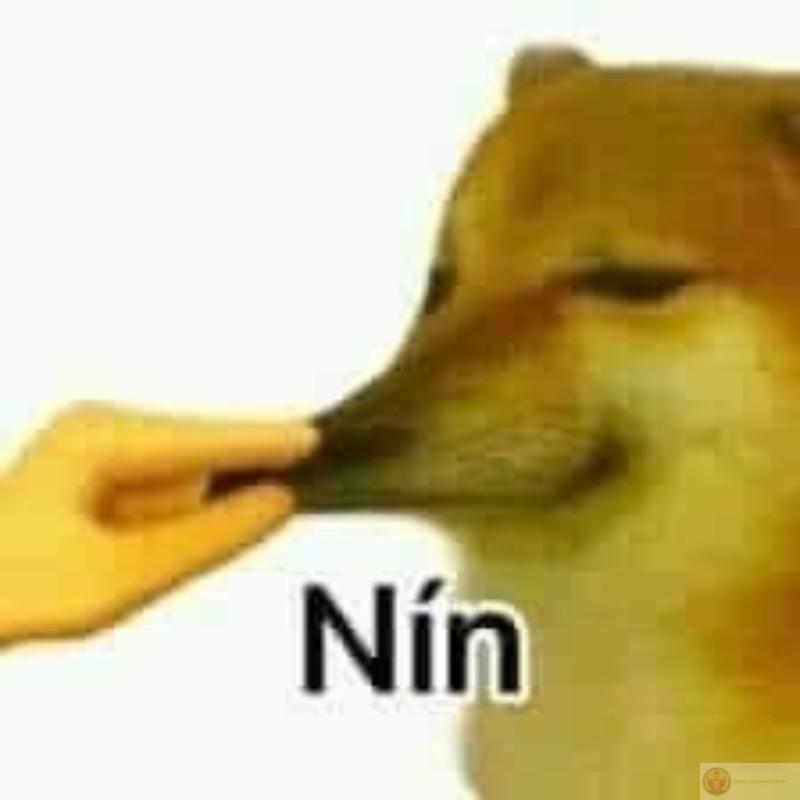 Mỗi lần Cheems mở miệng là thế giới rối