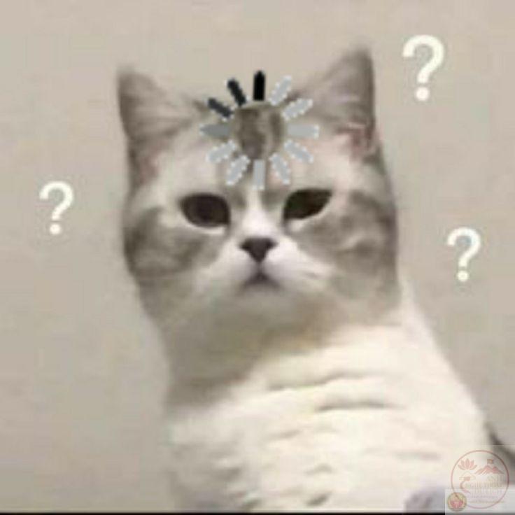 meme mèo tối cổ