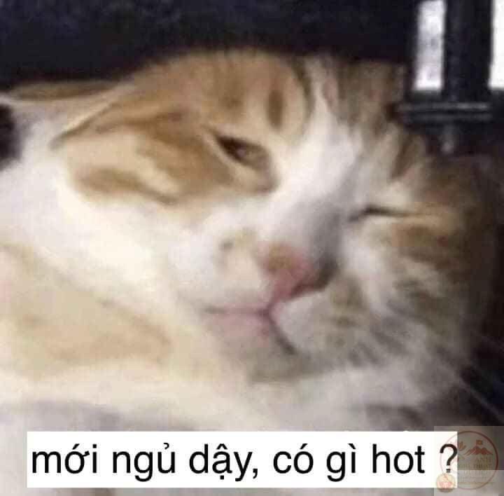 meme con mèo tối cổ