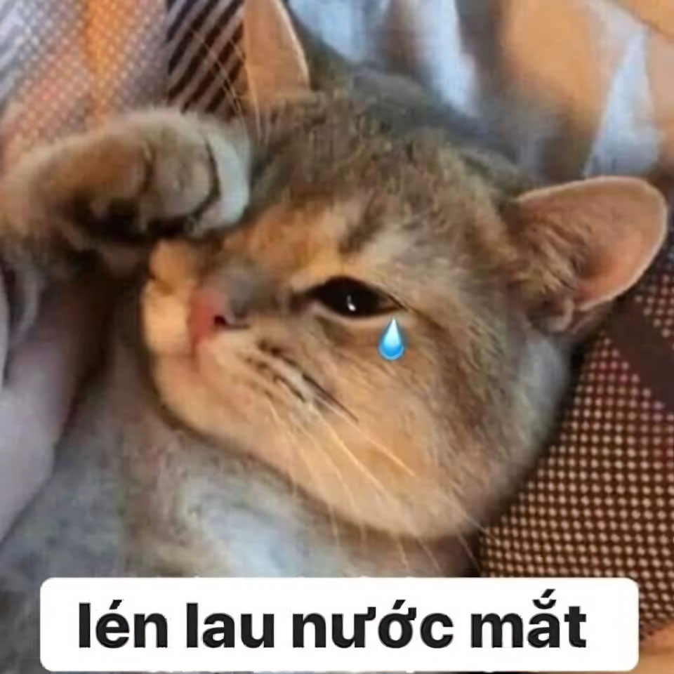 anh meme meo khoc 960px 960px avatar 1