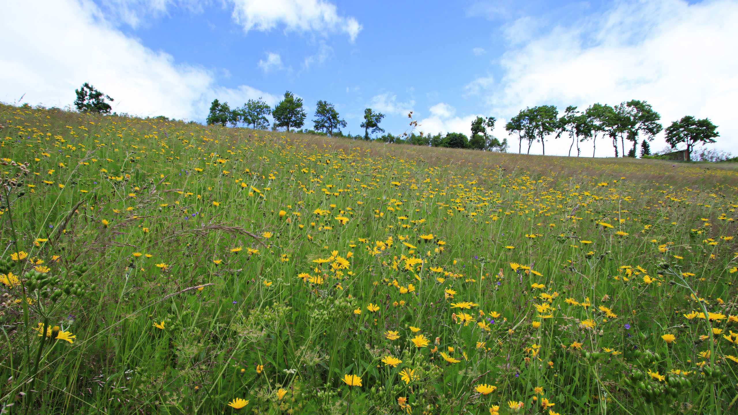 hinh anh canh dong hoa dai buon 2560px 1440px 2k 16