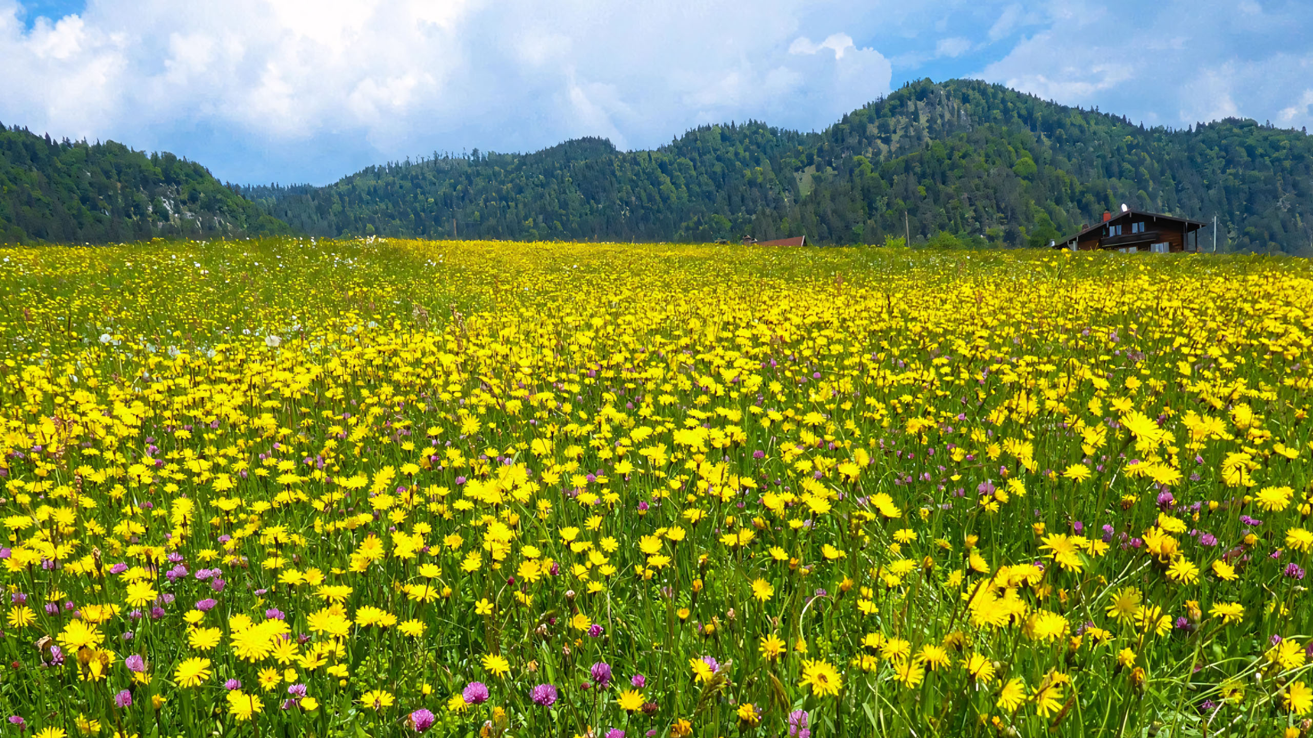 hinh anh canh dong hoa dai buon 2560px 1440px 2k 13