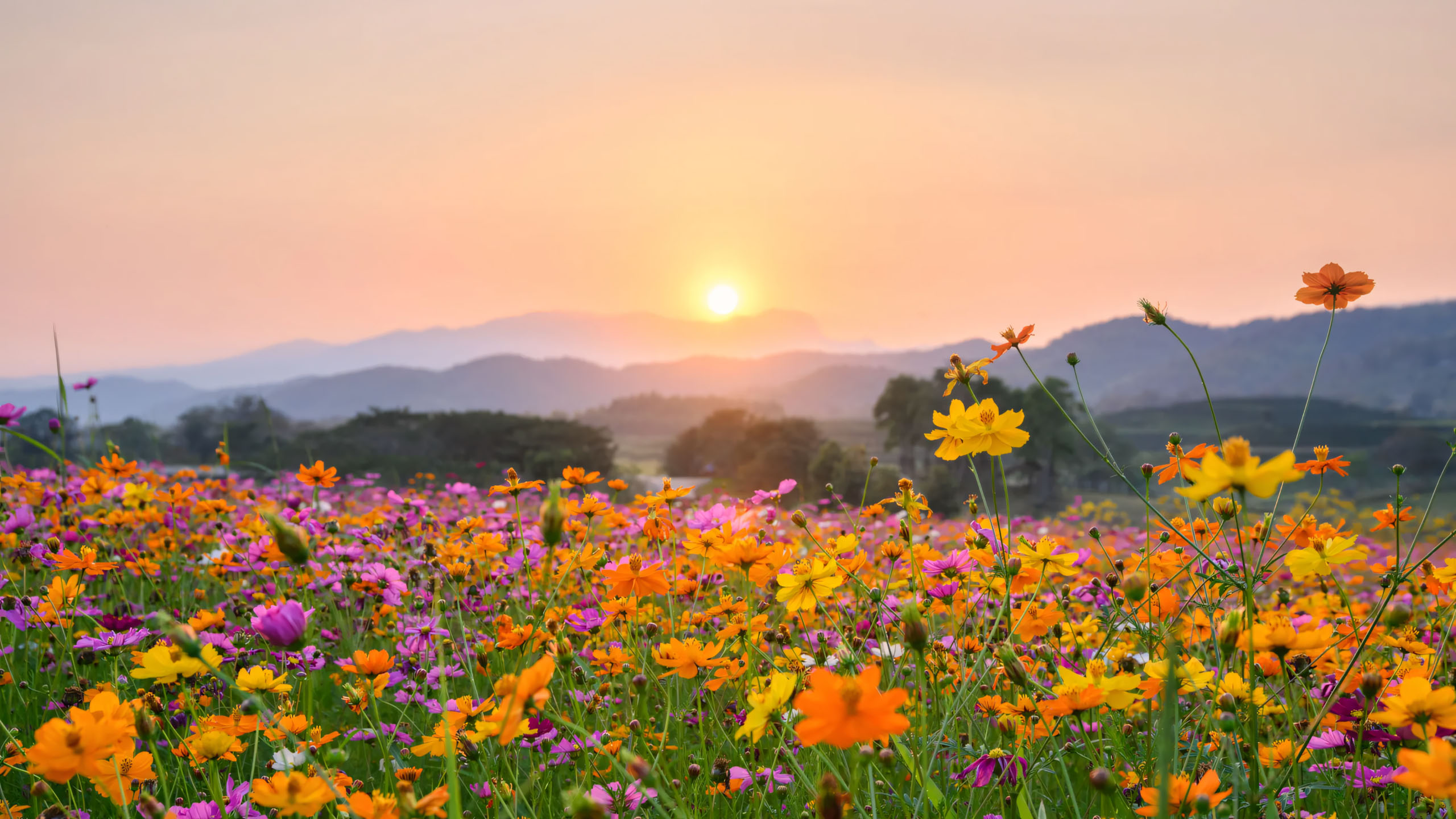 hinh anh canh dong hoa dai buon 2560px 1440px 2k 12