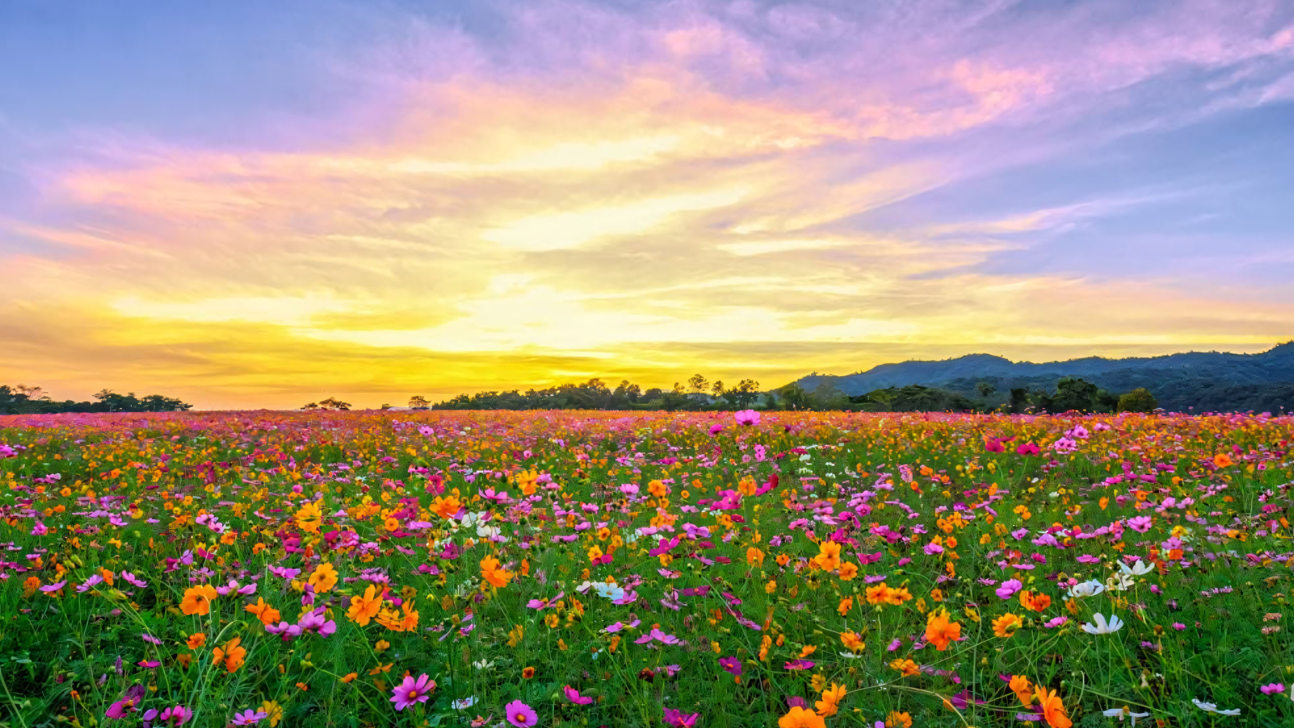hinh anh canh dong hoa dai buon 2560px 1440px 2k 10