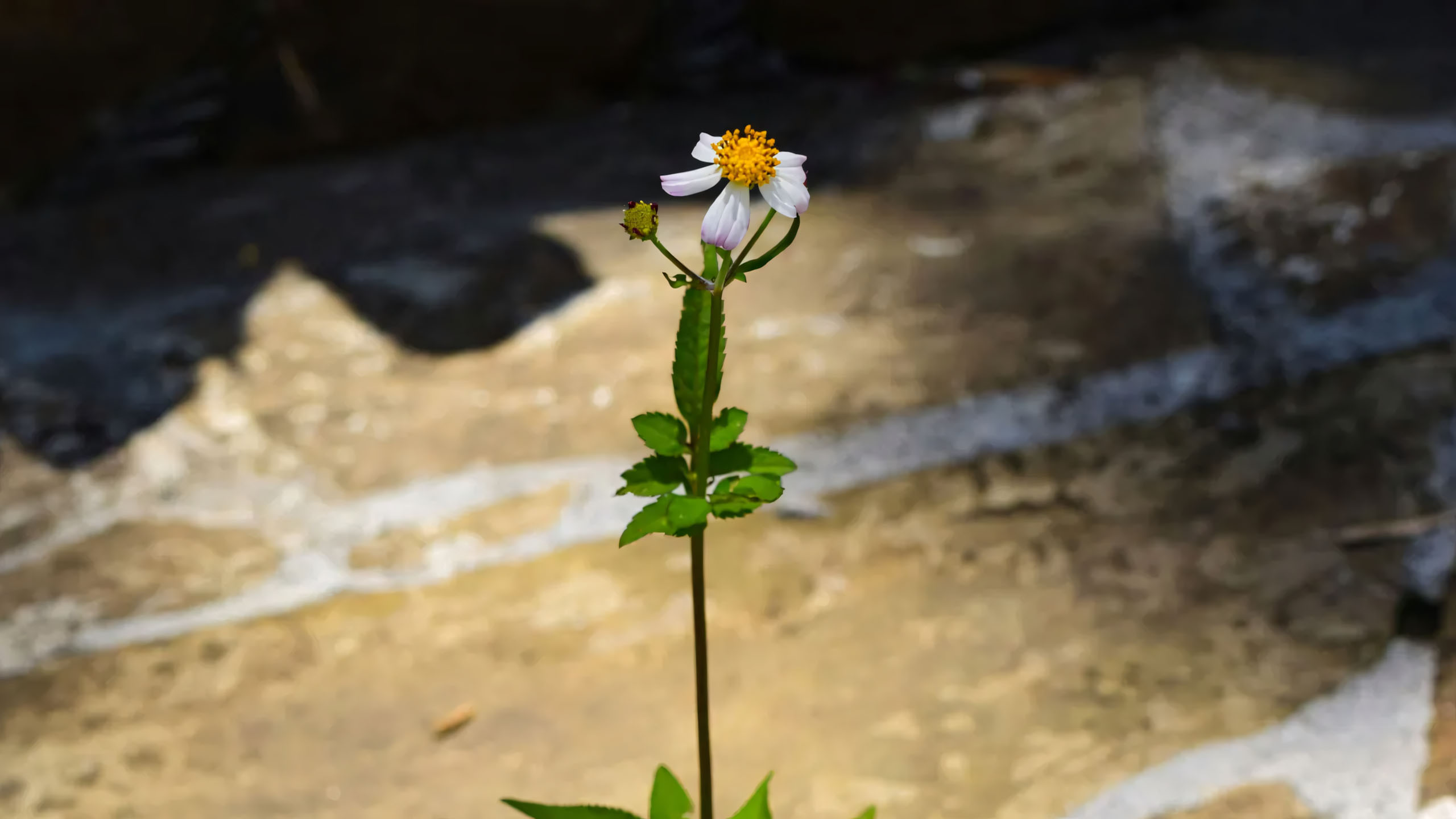hinh anh hoa dai buon ven duong 2560px 1440px 2k 12
