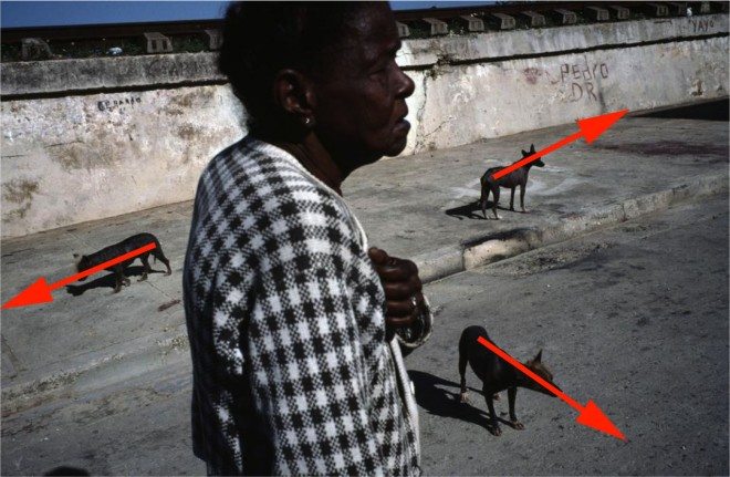 All three dogs pulling opposite of one another- creating a tension for the woman in the middle.
