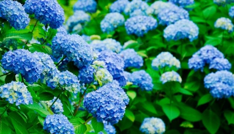 hình ảnh hoa cẩm tú cầu ở lạc dương