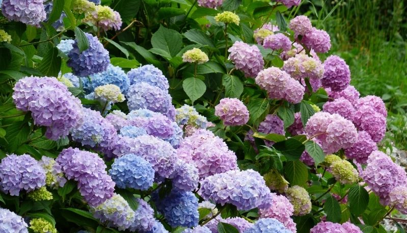 hình ảnh hoa cẩm tú cầu ở làng đất sét
