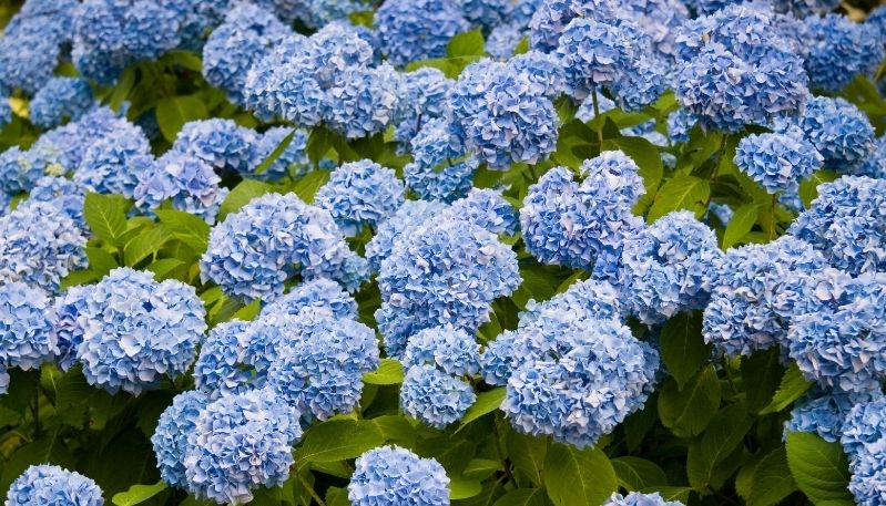 hình nền hoa cẩm tú cầu cho điện thoại