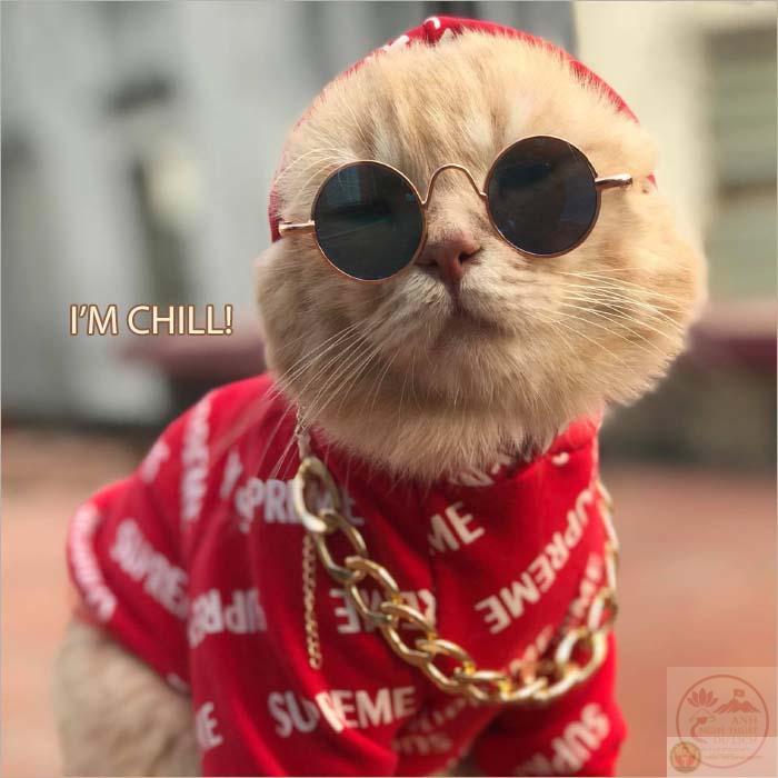 Ảnh meme ngầu vui khó đỡ