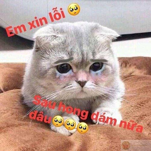 Không phải giả tạo, chỉ là xin lỗi hơi thường xuyên
