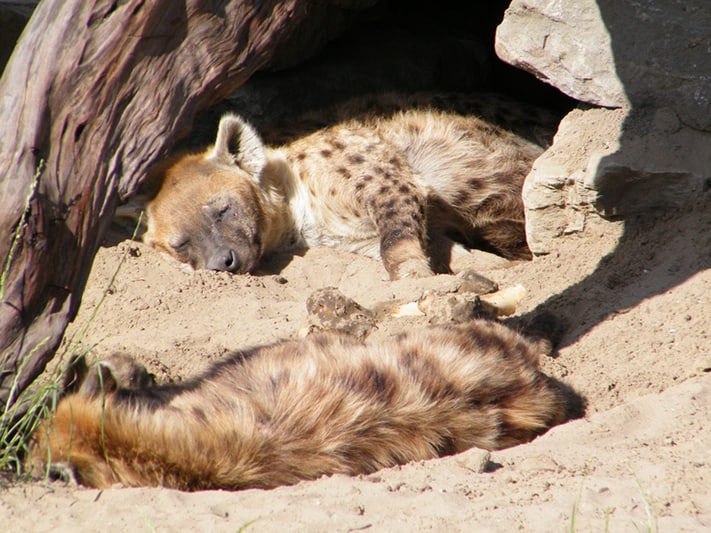 du-lịch-hà-lan-Dierentuin-Blijdorp-711