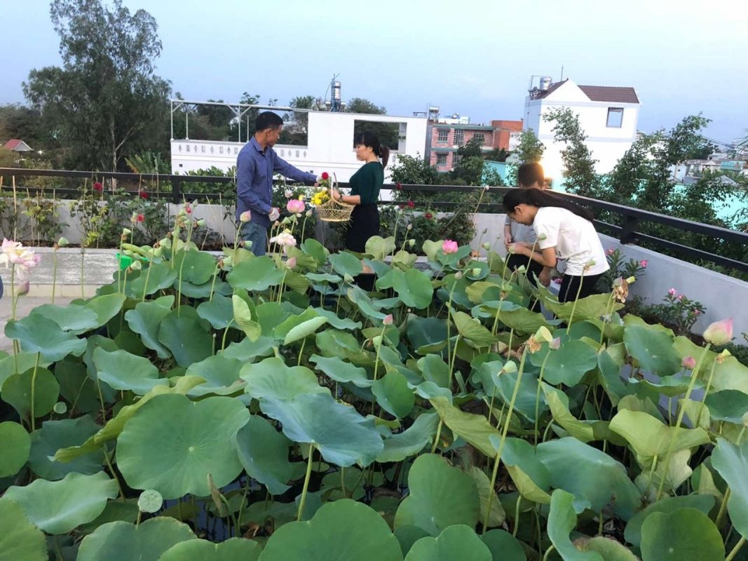 Doanh nhân 7x đào ao trồng sen đẹp hút hồn trên sân thượng 400m2 ở Sài Gòn
