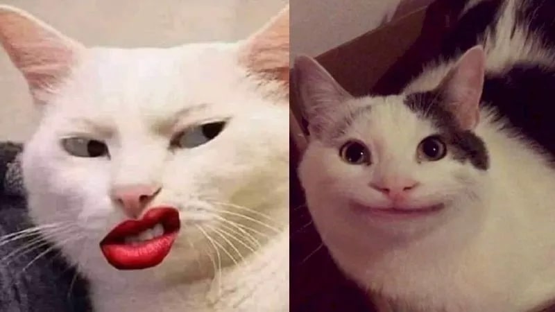 Top meme mèo biểu cảm khó chịu 