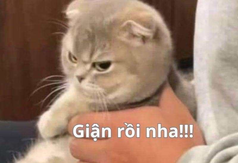 Ảnh meme con mèo dỗi