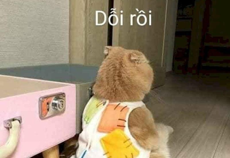 Ảnh meme con mèo dỗi