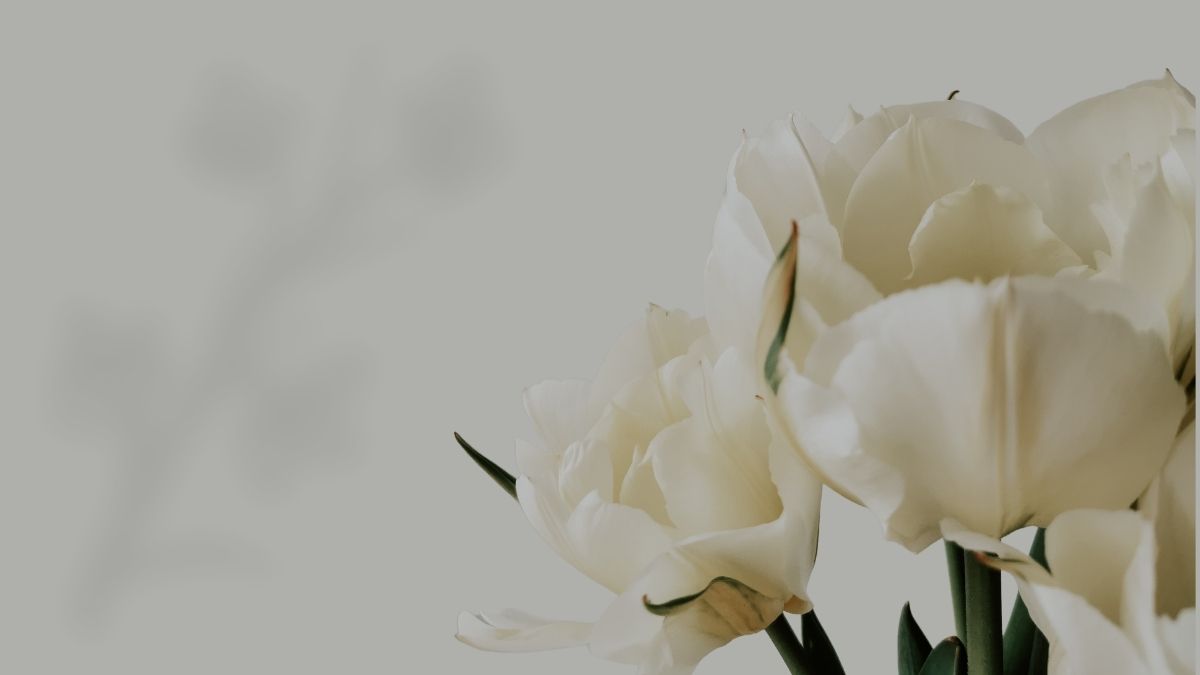 Background hoa tulip rực gợi lên niềm đam mê mãnh liệt