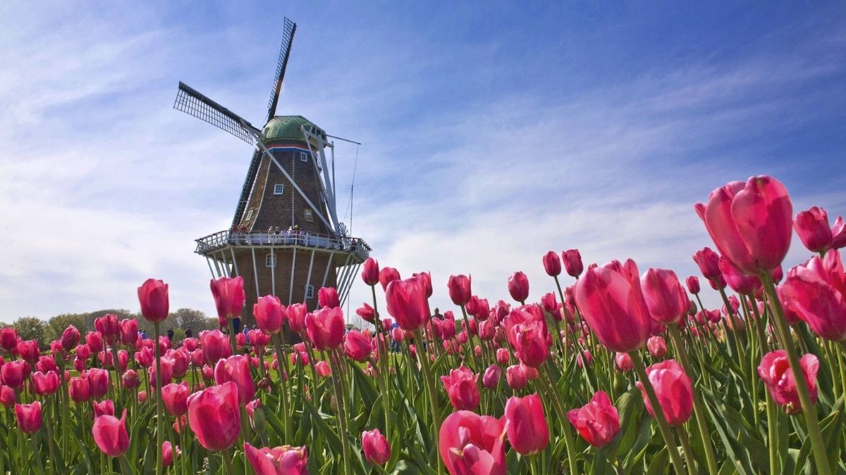 Background hoa tulip mang biểu tượng của hạnh phúc