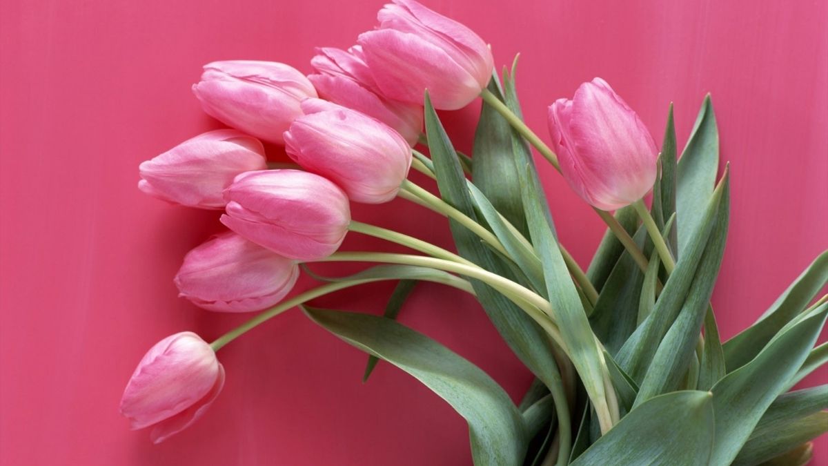 Background hoa tulip mang vẻ đẹp dịu dàng và thanh nhã