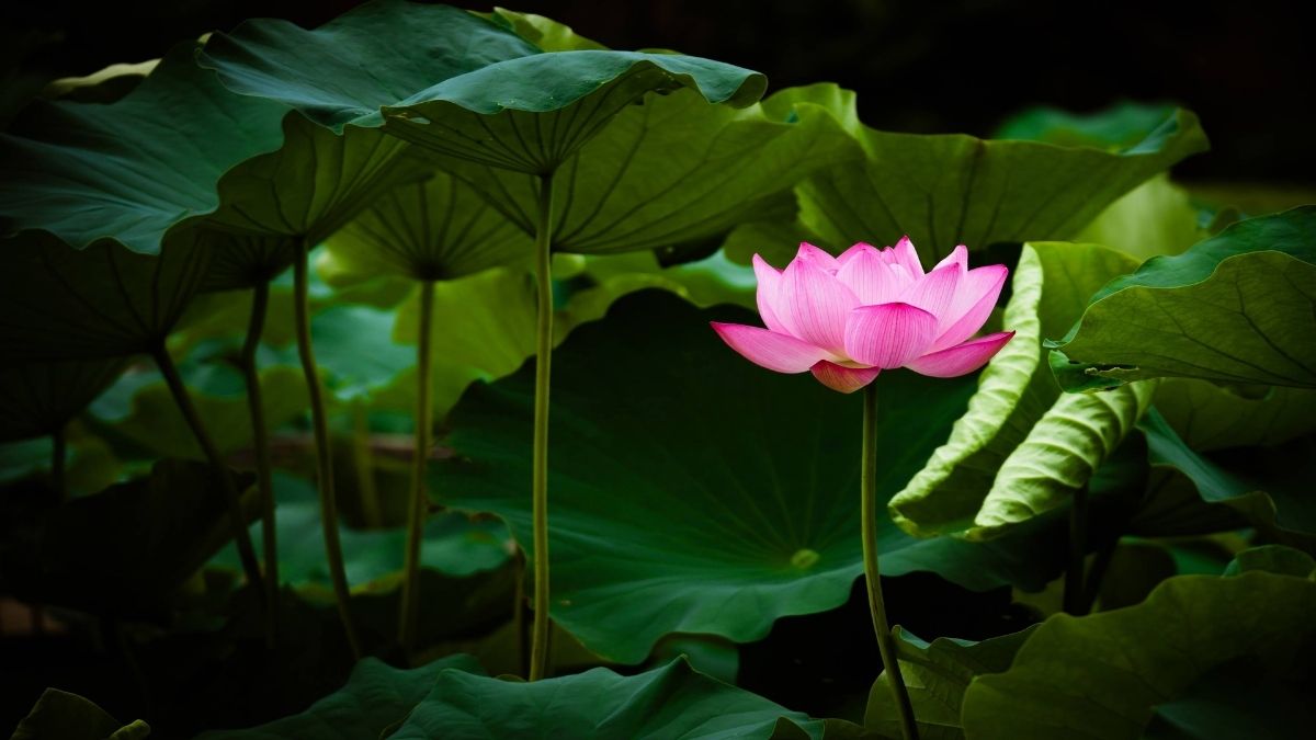 Background hoa sen trong ánh nắng ban mai