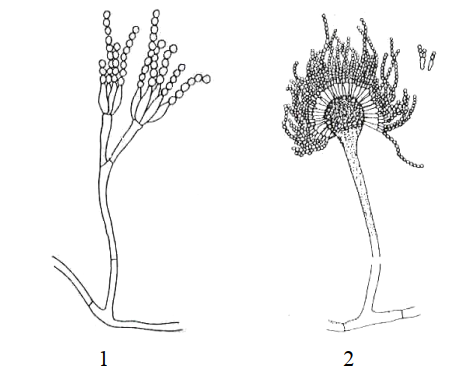 ️ Đại cương nấm y học (P1)