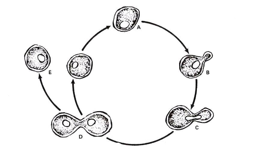 ️ Đại cương nấm y học (P1)