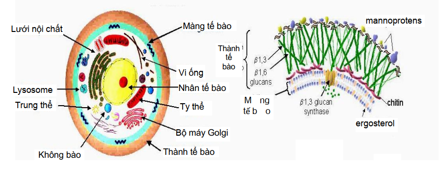 ️ Đại cương nấm y học (P1)