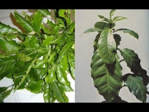 Bài 5: BO (B) VÀ VAI TRÒ ĐỐI VỚI CÂY TRỒNG