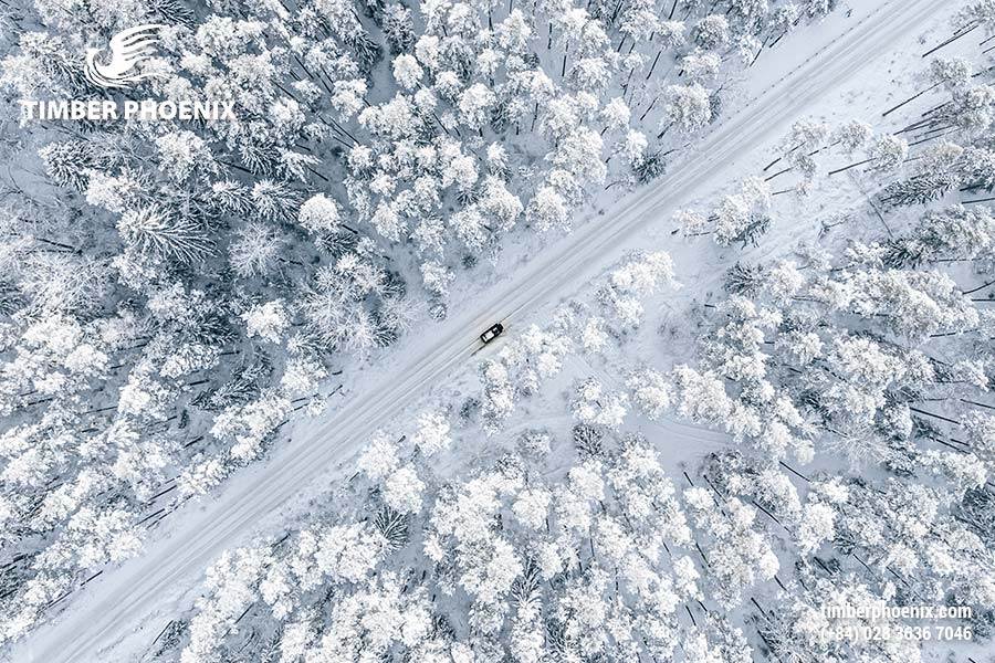 Tp Co Bao Nhieu Loai Rung Dau La Nhung Cach De Phan Loai Rung Pho Bien 06