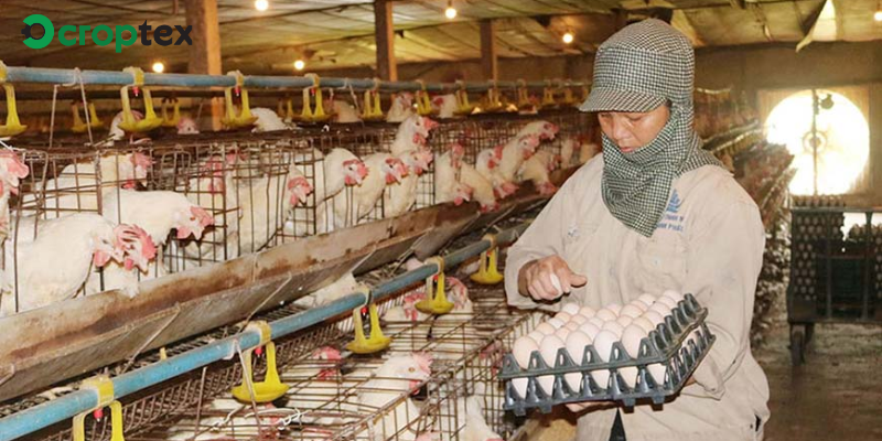 Điểm Sáng Trong Chăn Nuôi Gia Cầm Ở Nước Ta Hiện Nay