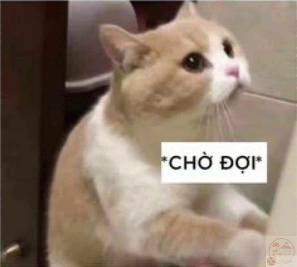 Share hình chế mèo chờ đợi siêu hài