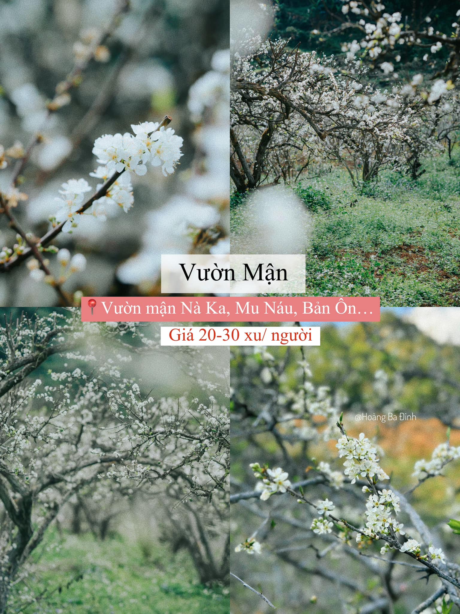 đến với Mộc Châu mùa hoa mận nở