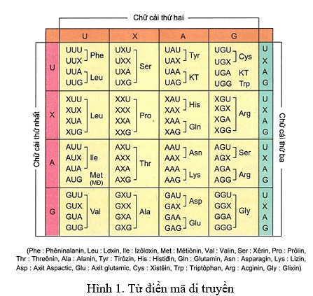 Trong qu&aacute; tr&igrave;nh phi&ecirc;n m&atilde;, c&aacute;c gene x&aacute;c định tr&igrave;nh tự c&aacute;c base nằm dọc chiều d&agrave;i ph&acirc;n tử mRNA. Trong phạm vi mỗi gene, chỉ một trong hai mạch DNA được phi&ecirc;n m&atilde;. Mạ ch n&agrave;y được gọi l&agrave; mạch khu&ocirc;n bởi v&igrave; n&oacute; cung cấp khu&ocirc;n mẫu cho sự lắp r&aacute;p c&aacute;c nucleotide tr&ecirc;n bản phi&ecirc;n m&atilde; RNA. Trong qu&aacute; tr&igrave;nh dịch m&atilde;, tr&igrave;nh tự c&aacute;c codon dọc ph&acirc;n tử mRNA được dịch m&atilde; th&agrave;nh tr&igrave;nh tự c&aacute;c amino acid từ đ&oacute; h&igrave;nh th&agrave;nh n&ecirc;n chuỗi polypeptide.

  C&aacute;c bộ ba của c&aacute;c base nucleotide l&agrave; c&aacute;c đơn vị nhỏ nhất, c&oacute; chiều d&agrave;i đồng đều c&oacute; thể m&atilde; h&oacute;a cho tất cả c&aacute;c amino acid. Tr&ecirc;n cơ sở đ&oacute;, d&ograve;ng th&ocirc;ng tin đi từ gene đến protein dựa tr&ecirc;n  m&atilde; bộ ba, n&oacute;i c&aacute;ch kh&aacute;c, bản hướng dẫn tổng hợp một chuỗi polypeptide được viết tr&ecirc;n DNA l&agrave; một chuỗi những &ldquo;từ&rdquo; gồm 3 nucleotide v&agrave; c&oacute; đặc điểm kh&ocirc;ng gối l&ecirc;n nhau.

  C&aacute;c nh&agrave; sin h học ph&acirc;n tử đ&atilde; giải m&atilde; sự sống th&agrave;nh c&ocirc;ng v&agrave;o những năm đầu của thập kỷ 1960, codon đầu ti&ecirc;n được giải m&atilde; gồm to&agrave;n c&aacute;c nucleotide thuộc loại uracil li&ecirc;n kết với nhau. Đến giữa những năm 1960, tất cả 64 codon đ&atilde; được giải m&atilde; hết (như liệt k&ecirc; trong h&igrave;nh 1) , trong đ&oacute; c&oacute; 61 codon m&atilde; h&oacute;a cho c&aacute;c amino acid. Ba codon kh&ocirc;ng m&atilde; h&oacute;a cho bất cứ amino acid n&agrave;o được gọi l&agrave; c&aacute;c &ldquo;t&iacute;n hiệu kết th&uacute;c dịch m&atilde;&rdquo;; tại đ&oacute;, qu&aacute; tr&igrave;nh dịch m&atilde; kết th&uacute;c. Codon AUG c&oacute; hai chức năng, n&oacute; vừa m&atilde; h&oacute;a cho amino acid methionine (Met), vừ a l&agrave; t&iacute;n hiệu &ldquo;bắt đầu dịch m&atilde;&rdquo;. Điều n&agrave;y c&oacute; nghĩa l&agrave;, c&aacute;c th&ocirc;ng điệp di truyền tr&ecirc;n ph&acirc;n tử mRNA lu&ocirc;n được bắt đầu từ codon AUG (trừ một số ngoại lệ); n&oacute;i c&aacute;ch kh&aacute;c, đ&acirc;y cũng ch&iacute;nh l&agrave; &ldquo;t&iacute;n hiệu&rdquo; th&ocirc;ng b&aacute;o cho bộ m&aacute;y dịch m&atilde; bắt đầu qu&aacute; tr&igrave;nh dịch m&atilde; mRNA.

Bảng  1. Bảng m&atilde; di truyền

  M&atilde; di truyền c&oacute; t&iacute;nh tho&aacute;i h&oacute;a, nhưng lu&ocirc;n đặc hiệu. Cụ thể như, mặc d&ugrave; c&aacute;c m&atilde; bộ ba GAA v&agrave; GAG c&oacute; thể đồng thời m&atilde; h&oacute;a cho acid glutamic (t&iacute;nh tho&aacute;i h&oacute;a), nhưng kh&ocirc;ng c&oacute; bất k&igrave; m&atilde; bộ ba n&agrave;o đồng thời m&atilde; h&oacute;a cho hai amino ac id trở l&ecirc;n (t&iacute;nh đặc hiệu). Ngo&agrave;i ra, t&iacute;nh tho&aacute;i h&oacute;a của m&atilde; bộ ba cũng kh&ocirc;ng phải l&agrave; ngẫu nhi&ecirc;n. Trong nhiều trường hợp, c&aacute;c codon kh&aacute;c nhau c&oacute; c&ugrave;ng nghĩa (m&atilde; h&oacute;a cho c&ugrave;ng một loại amino acid), chỉ kh&aacute;c nhau về base thứ ba trong bộ ba nucleotide của ch&uacute;ng.                                                                                                                                Codon l&agrave;