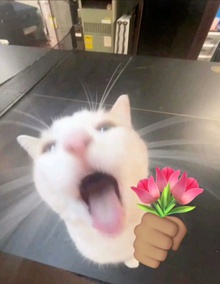 Hình chế mèo tặng hoa