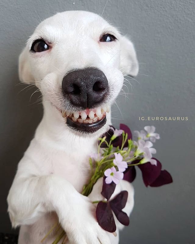 Bộ ảnh tặng hoa cute