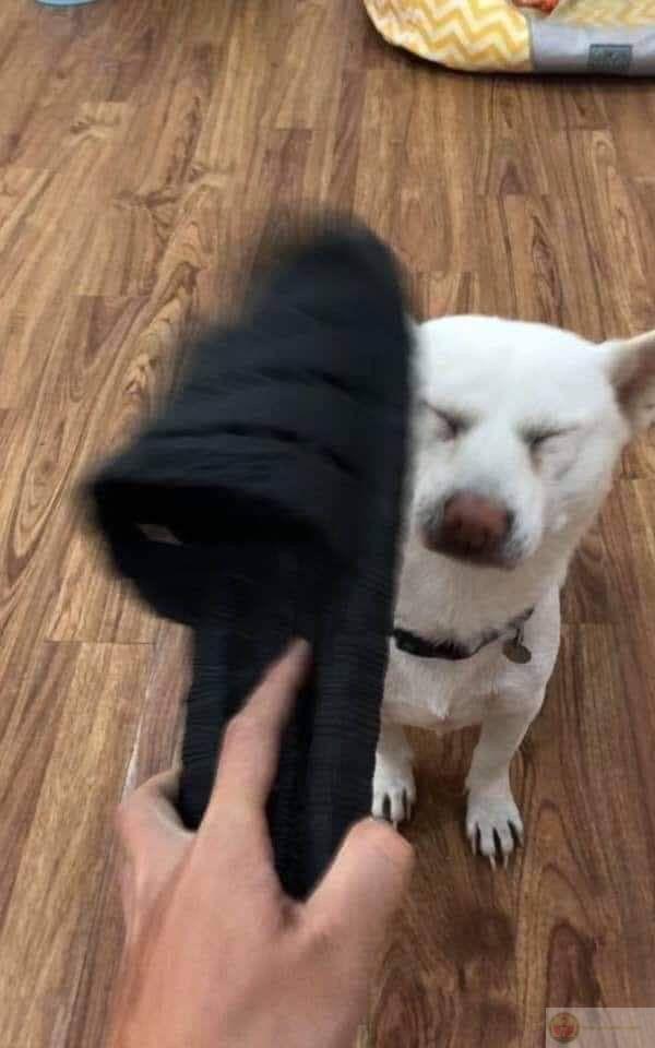 Meme đánh chó