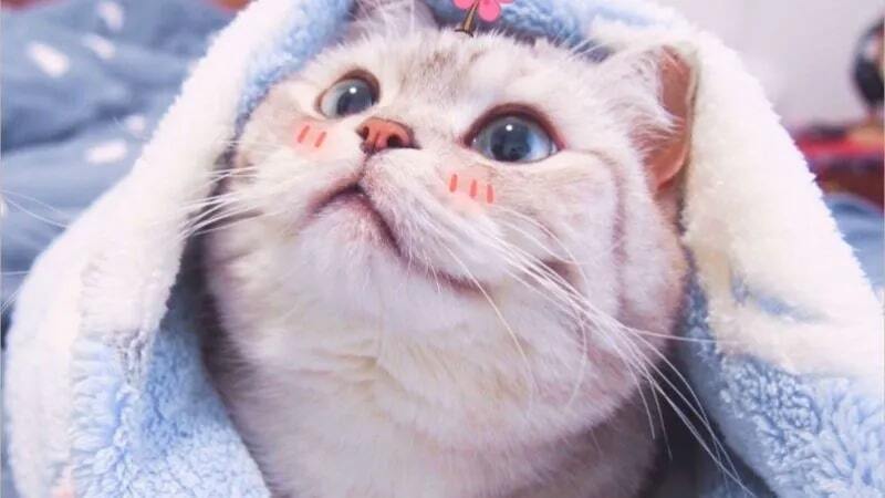Mèo cosplay “thần sầu” - từ phi hành gia đến sushi sống động