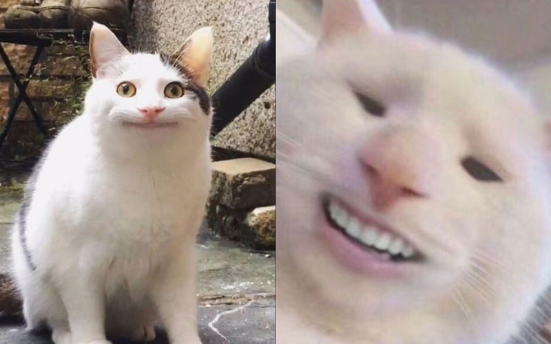 Mèo “lầy lội” với loạt caption cười ra nước mắt!