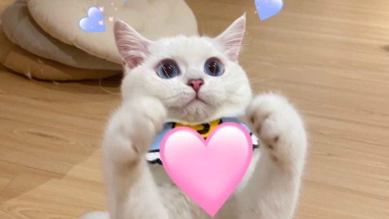 99 + Ngộ nghĩnh ảnh mèo cute khiến bạn "tan chảy" vì quá dễ thương