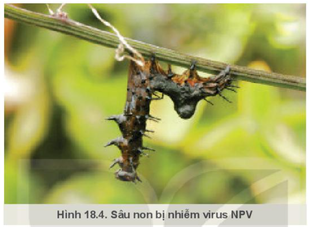 Lý thuyết ứng dụng công nghệ vi sinh trong phòng trừ sâu, bệnh hại cây trồng - Công nghệ 10</>