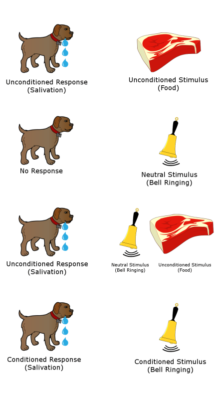 Sơ lược về Điều kiện hóa cổ điển (Classical&nbsp;Conditioning)