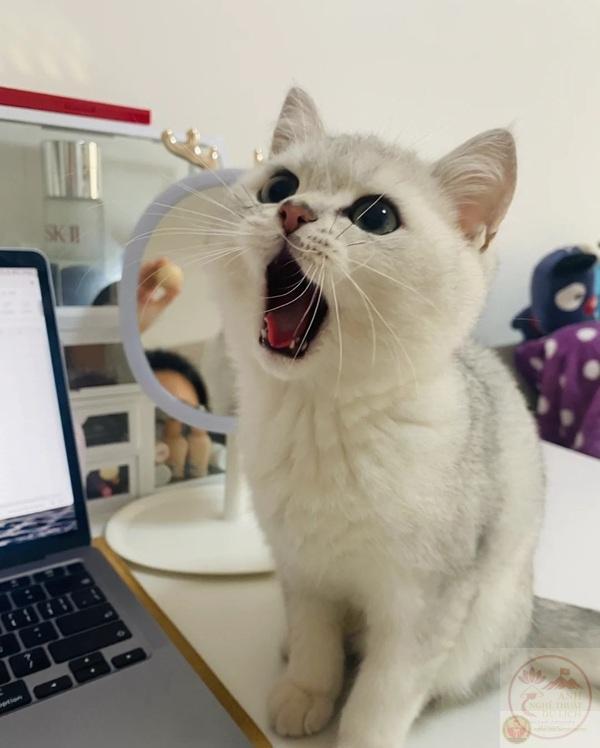 meme há mồm (7)