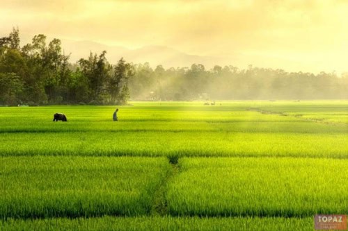 Ánh nắng chiếu rọi trên cánh đồng