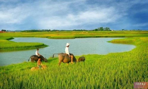 Bầu trời nơi cánh đồng